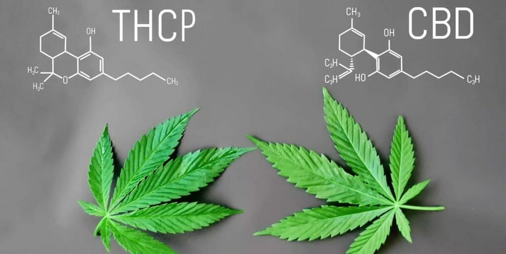 Vad är THCP och vad är dess effekter? 13 tetrahydrocannabiphorol thcp cbd