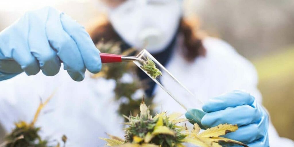 HHC-O vs THC-P: Vad är skillnaden? Effekter & jämförelse 19 vad ar hhco