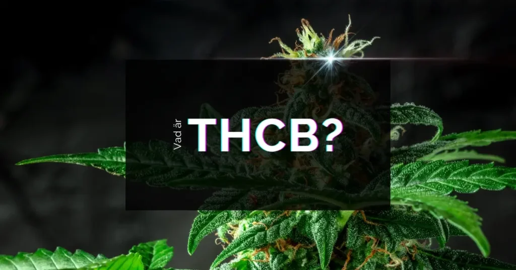 Vad är THCB? Är THCB lagligt i Sverige? Fördelar & Risker 12 Vad är THCB?