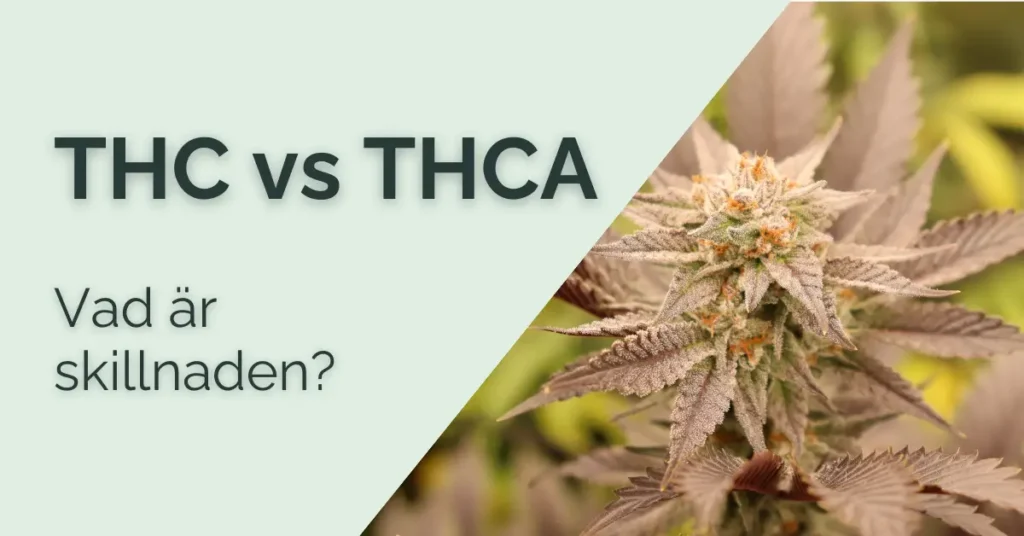 THCA: Vad är det och hur skiljer det sig från THC? 2 THC vs THCA