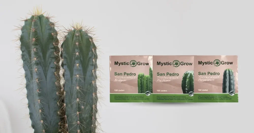 Är San Pedro kaktus laglig i Sverige och Europa? 2 Cacti / San pedro kaktus i Sverige