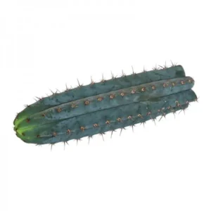 cactus cutting san pedro peruvianus 1