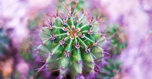 san pedro kaktus