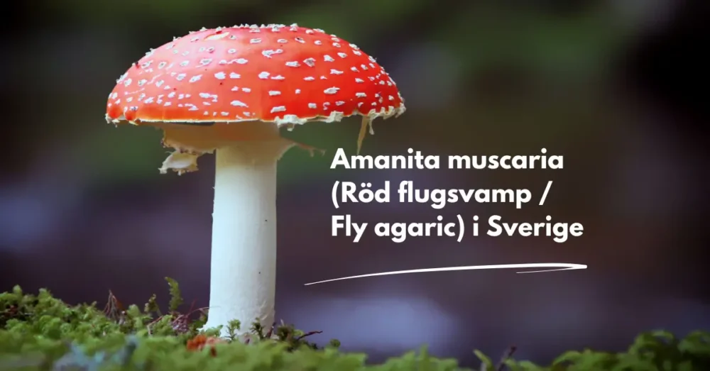 amanita muscaria sverige