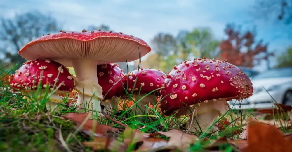 Amanita muscaria (Röd flugsvamp / Fly agaric) i Sverige 20 fly agaric mushroom