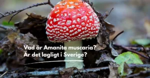 Amanita muscaria (Röd flugsvamp / Fly agaric) i Sverige 2 Vad är röd flugsvamp (amanita muscaria)?