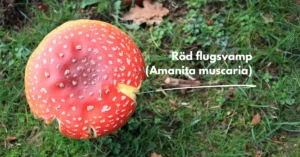 Amanita muscaria (Röd flugsvamp / Fly agaric) i Sverige 19 röd flugsvamp sverige
