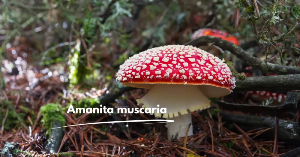 Muscimol - Effekter & Dosering av Röd Flugsvamp 2 Amanita muscaria