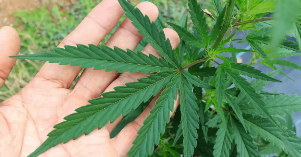 Sativa vs. Indica vs. Hybrid: Den ultimata jämförelseguiden 4 Sativa Marijuana stammar
