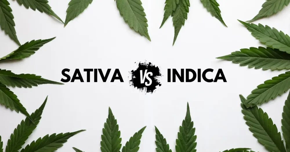 Sativa vs Indica vs Hybrid