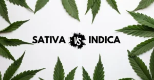 Sativa vs Indica vs Hybrid