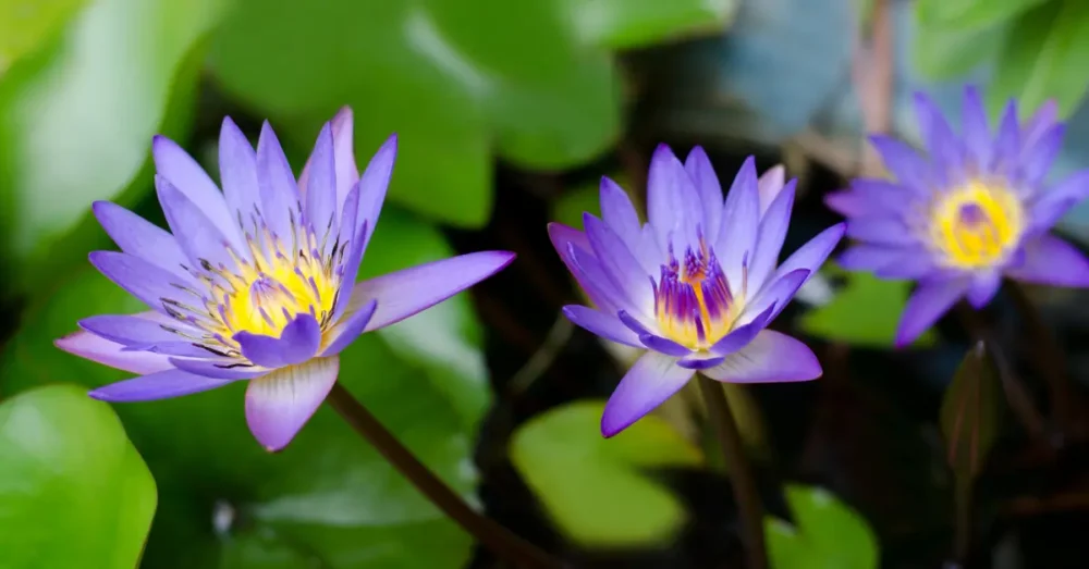 Är Blå Lotus Lagligt i Sverige? Effekter och Dosering 12 blå lotus blomma