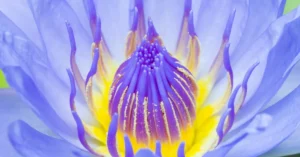 Är Blå Lotus Lagligt i Sverige? Effekter och Dosering 11 Effekter av blå lotus
