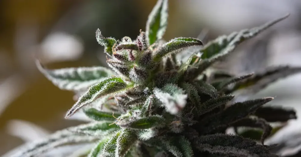 Sativa vs. Indica vs. Hybrid: Den ultimata jämförelseguiden 2 cannabis marijuana