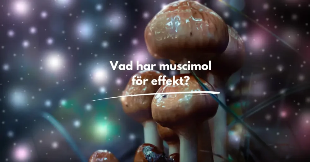 Muscimol - Effekter & Dosering av Röd Flugsvamp 3 muscimol effekt