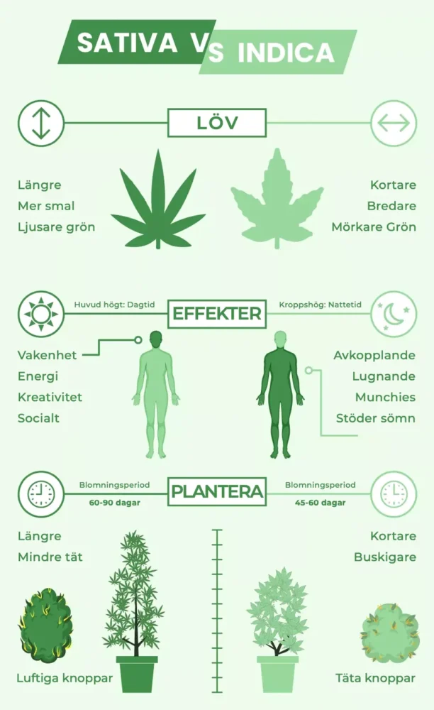 Sativa vs. Indica vs. Hybrid: Den ultimata jämförelseguiden 3 sativa vs indica infografik