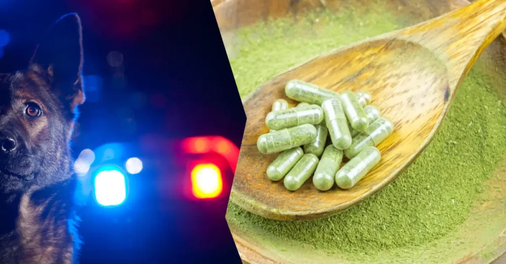 Kratom olagligt men inte narkotikaklassat i Sverige? 14 kratom narkotikaklassat