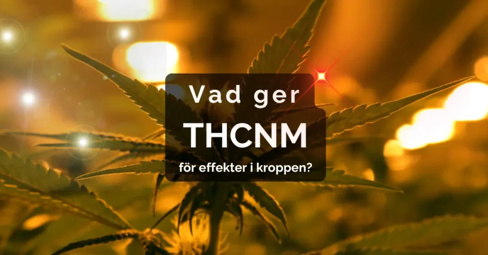 Vad är THCNM? Är THC-NM lagligt i Sverige? Effekter & mer 3 Effekter av THCNM