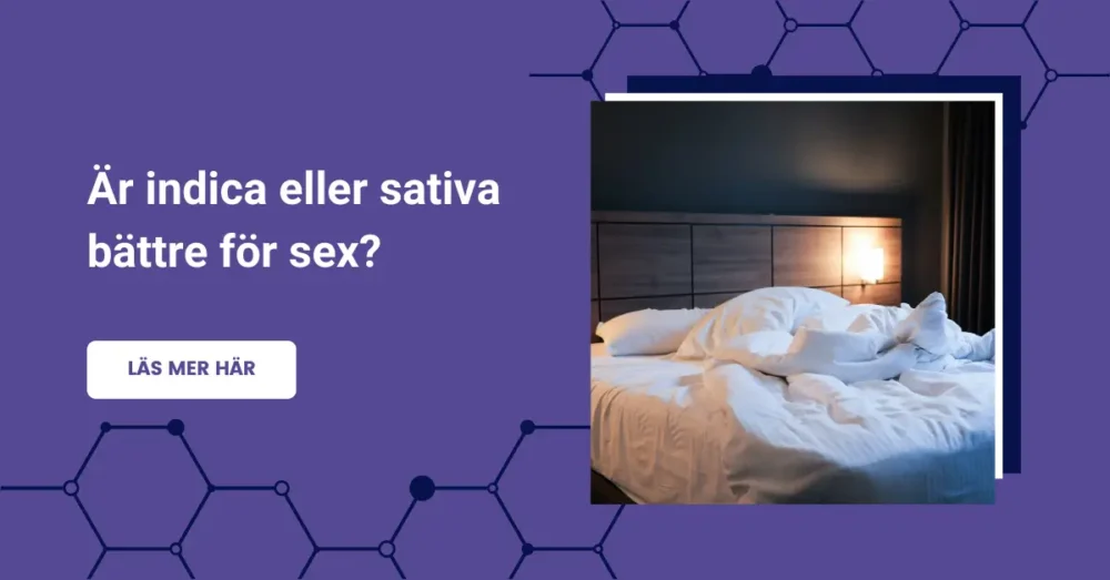 Vilken är bättre för sex: Indica eller Sativa THCNM-stam? 15 Är indica eller sativa bättre för sex?