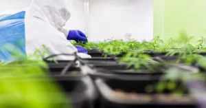 THCNM effekt på avslappning, stress och sömn 2 Cannabisprodukter med THCNM effekt