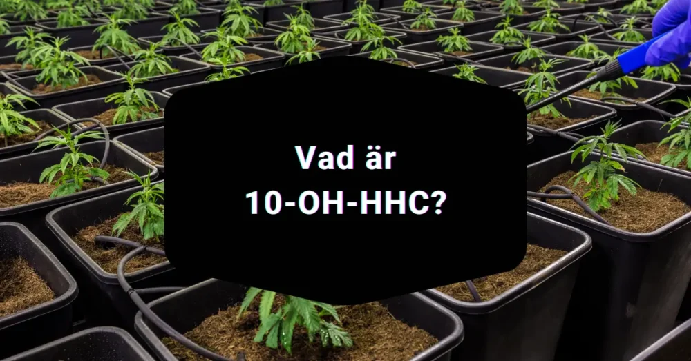 THCNM vs THC och 10-OH-HHC: Vad är skillnaden? 3 Vad är 10 OH HHC