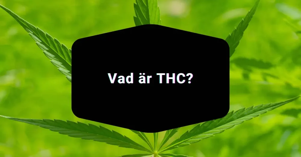 THCNM vs THC och 10-OH-HHC: Vad är skillnaden? 2 Vad är THC?